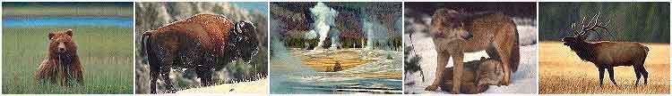 Scenes of Yellowstone © Copyright Page Makers, LLC