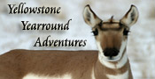 Yellowstone Yearround Adventures
